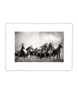 Equine Dreams 006