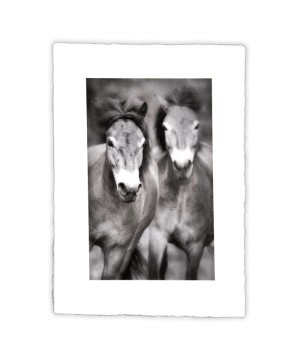 Equine Dreams 007