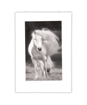 Equine Dreams 008