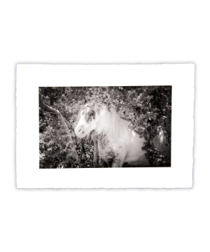 Equine Dreams 009